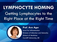 Lymphocyte homing: getting lymphocytes to the right place at the right time