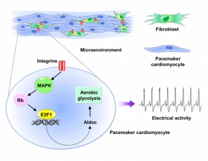 Fibroblasts Drive Metabolic Reprogramming in Pacemaker Cardiomyocytes