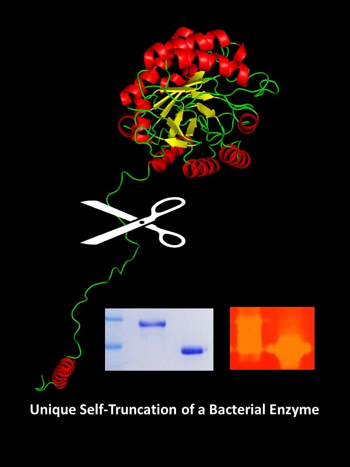 細菌GH5纖維素内切酶進行特殊的自切過程以增進其活性及熱穩定性