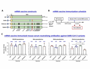 A hybrid mRNA vaccine induced broadly neutralizing antibodies against Omicron and other SARS-CoV-2 variants