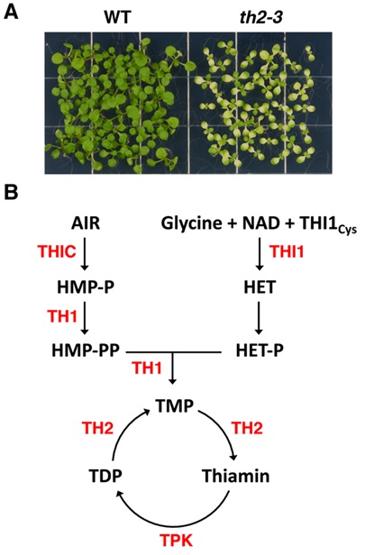 TH2 is involved in vitamin B1 biosynthesis and homeostasis
