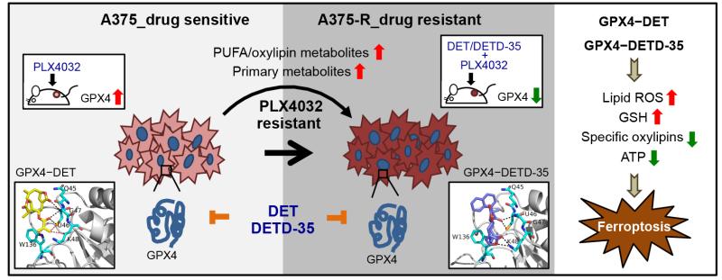 植物倍半萜內酯deoxyelephantopin (DET)和其新穎衍生物藉抑制GPX4酵素、重整代謝以及引起ferroptosis達到抑制藥性敏感或抗藥性BRAFV600E黑色素瘤生長