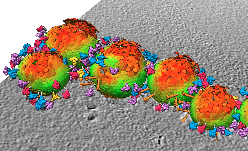 為冠狀病毒進行斷層掃描窺見表面棘蛋白之結構與動態