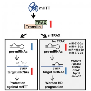 TRAX is an upstream regulator of the miRNA-mRNA axis and provides neuroprotection for Huntington’s disease