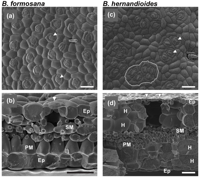 Stomatal morphology and water use efficiency