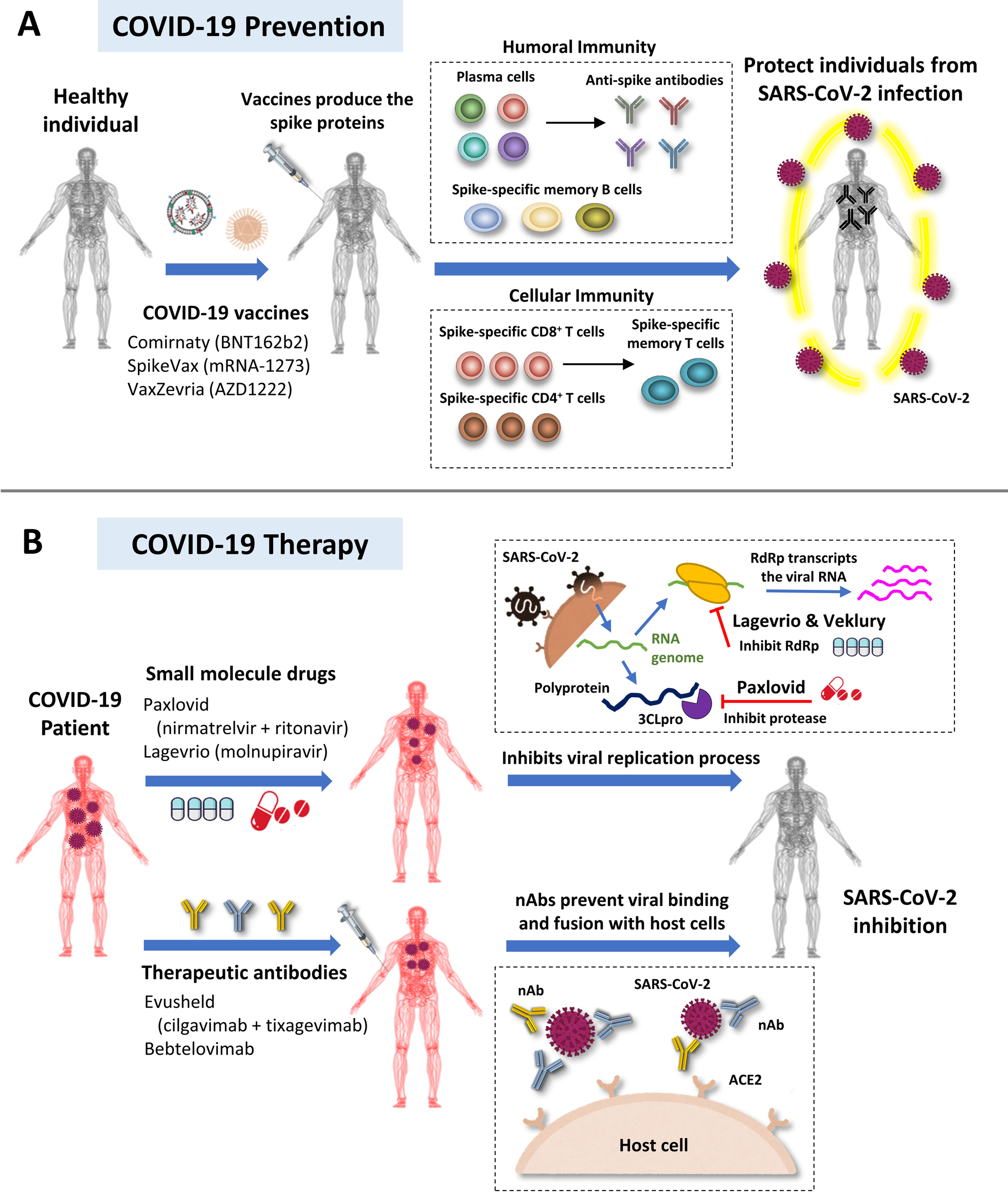 COVID-19疫苗、抗病毒藥物及治療性抗體開發之最新進展