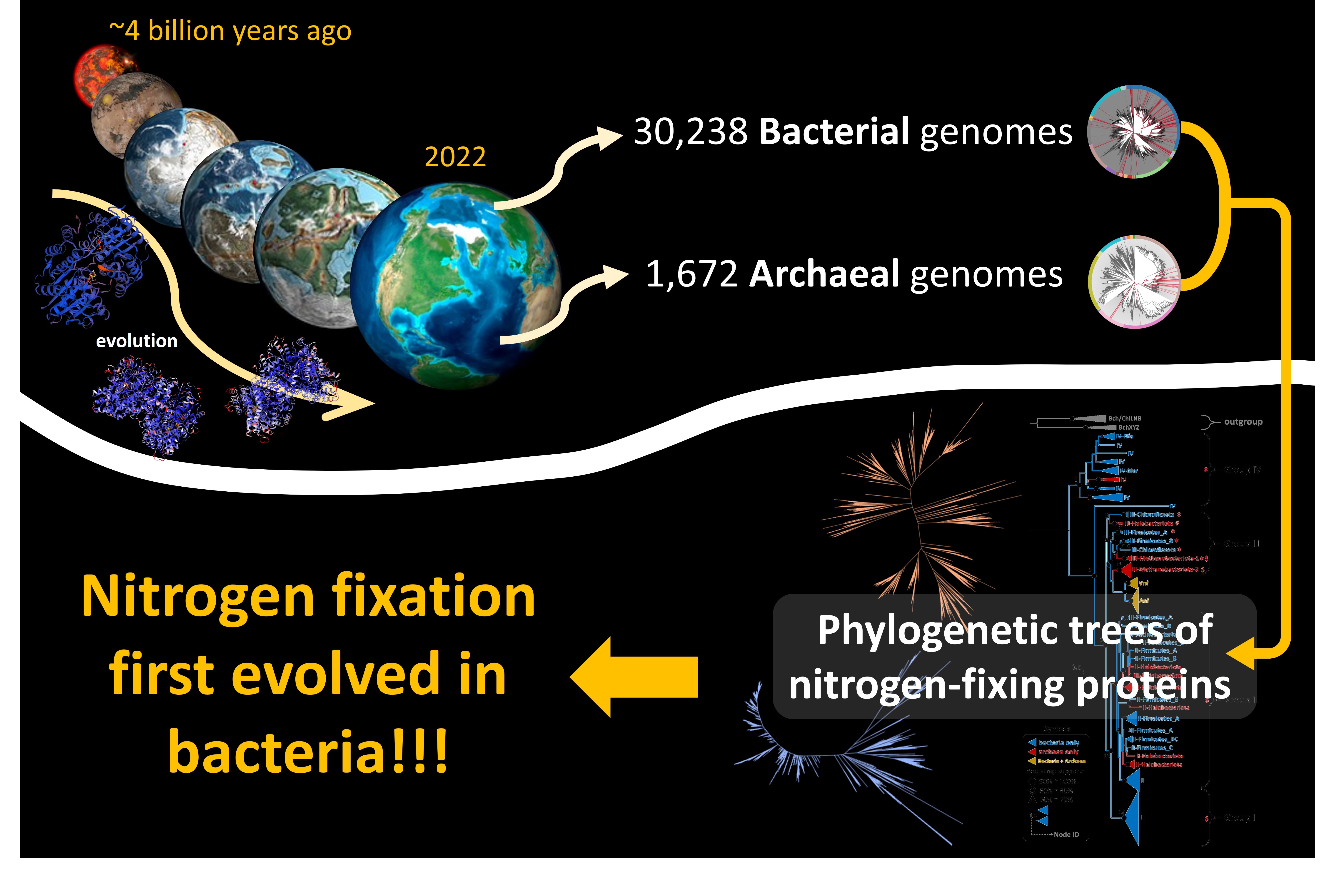Origin and evolution of biological nitrogen fixation