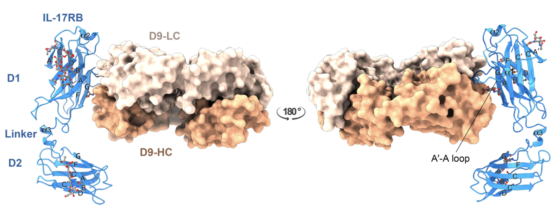 首揭IL-17RB抗原晶體結構 單株抗體邁向人類化