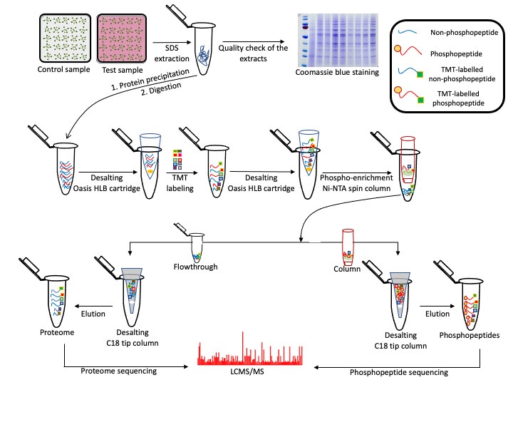 Buy One, Get Two: Tandem Mass Tag-Based (Phospho)proteomics in Plants