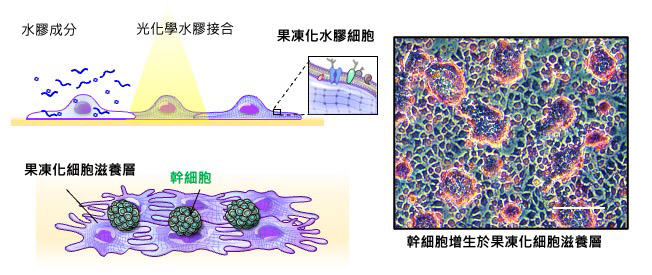 增生幹細胞的果凍化細胞滋養層技術