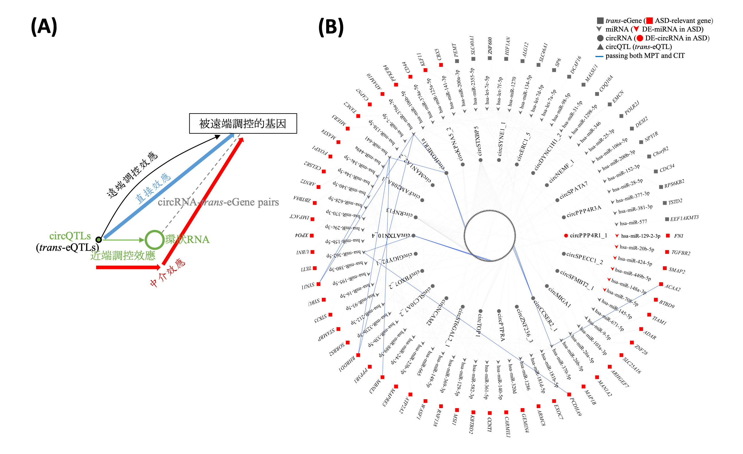 The circles Part II: investigating causal relationship between genetic variants and circular RNA expression in autism