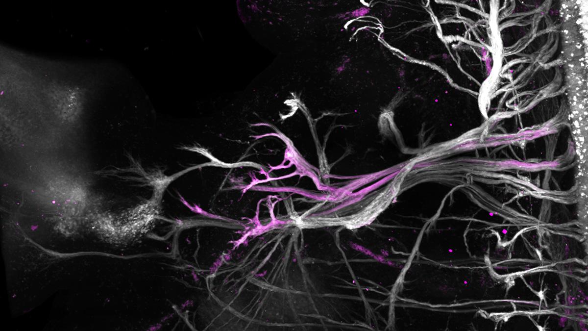 運動神經元的維基百科–以單細胞定序技術完整解構胚胎運動神經元的細胞圖譜