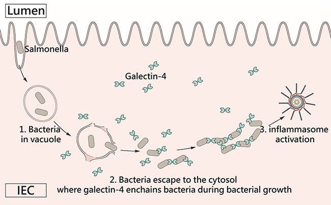 腸細胞內辨識細菌表面聚糖的分子為控制腸道感染的重要關鍵