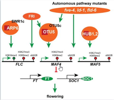 阿拉伯芥去泛素化酵素OTU5藉修飾組蛋白促進主要開花抑制因子FLC、MAF4、MAF5之表現調控開花