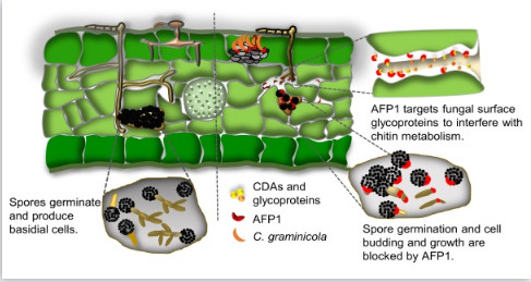 玉米抗真菌蛋白 AFP1 靶向幾丁質脫乙酰酶和其他糖蛋白以增加真菌幾丁質水平