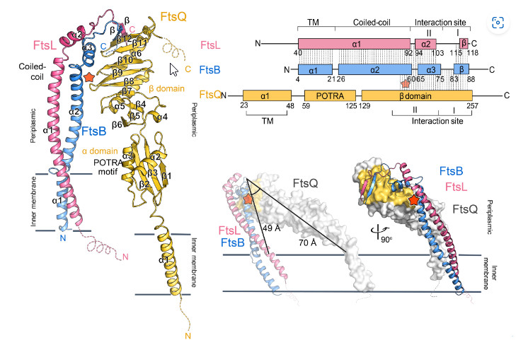 新興抗生素標靶 膜蛋白FtsBLQ結構與機轉模型首度曝光