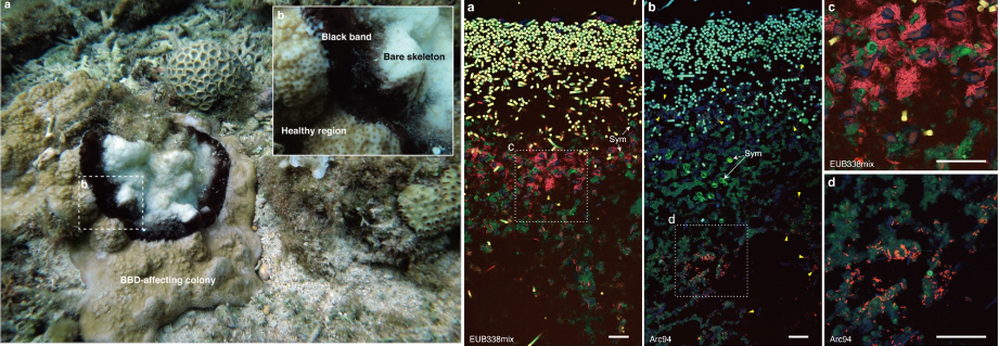 微生物組成是不同珊瑚黑帶病致病力的關鍵