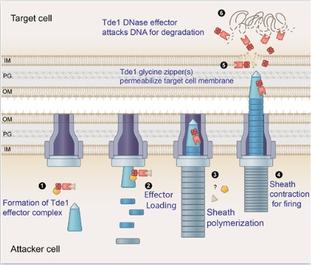  甘胺酸拉鍊序列幫助細菌效應蛋白質運送至目標細胞