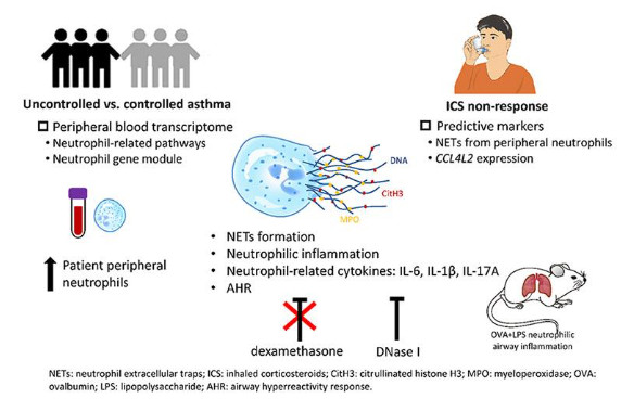 嗜中性球胞外誘捕網及CCL4L2是影響氣喘類固醇治療效果的關鍵