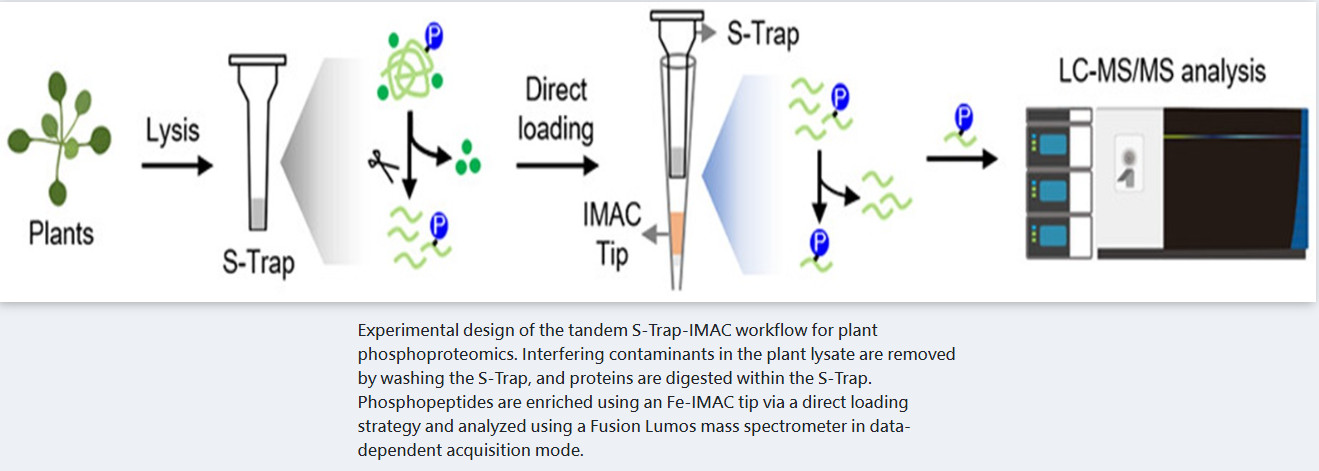 串聯懸浮捕獲法與固定金屬離子親和層析法用於深入分析植物磷酸化蛋白質體學