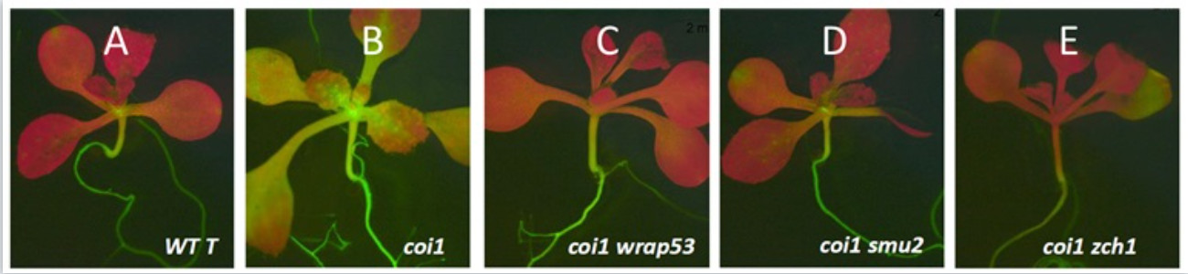 A GFP splicing reporter in a coilin mutant background reveals links between alternative splicing, siRNAs and coilin function in Arabidopsis thaliana