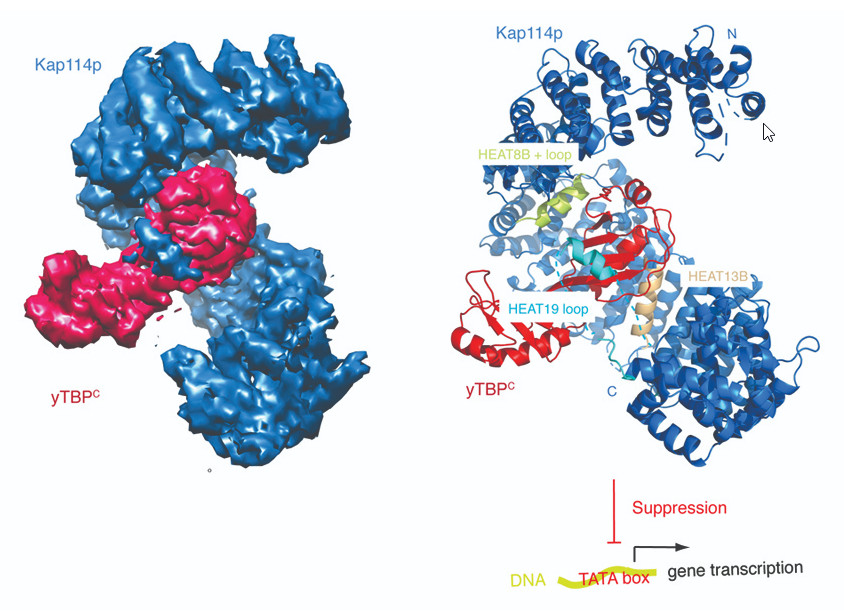 結構上趨同演化賦予細胞核轉運蛋白 Kap114p 對 TATA 結合蛋白在轉錄上的抑制功能