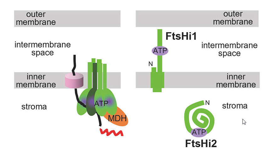 Chloroplast import motor subunits FtsHi1 and FtsHi2 are located on opposite sides of the inner envelope membrane
