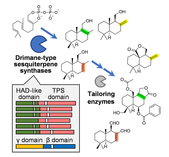 Terpene Synthases in the Biosynthesis of Drimane-Type Sesquiterpenes across Diverse Organisms