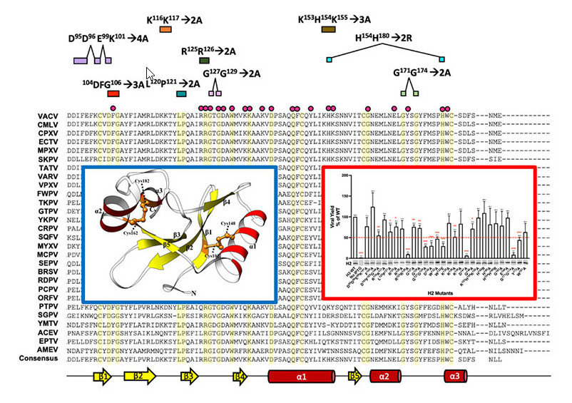 Structural and functional analyses of viral H2 protein of the vaccinia virus entry fusion complex