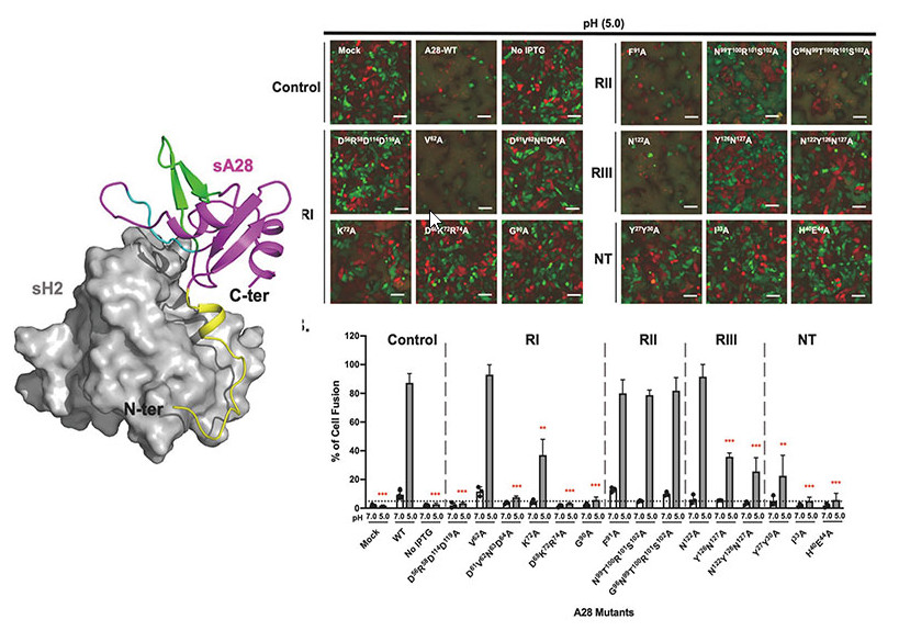 Structural and functional analysis of vaccinia viral fusion complex component protein A28 through NMR and molecular dynamic simulations