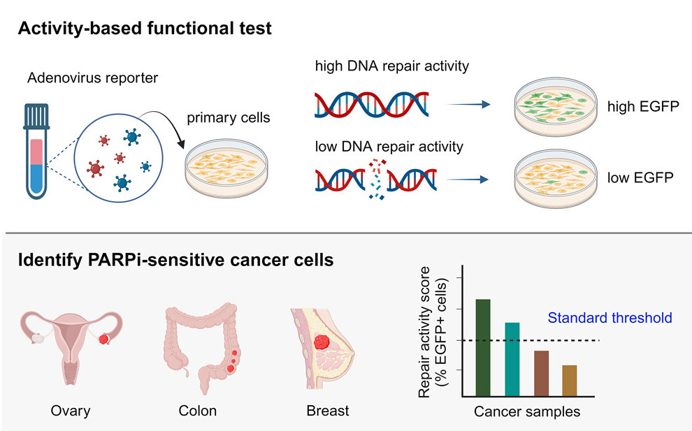 An activity-based functional test for identifying homologous recombination deficiencies across cancer types in real time