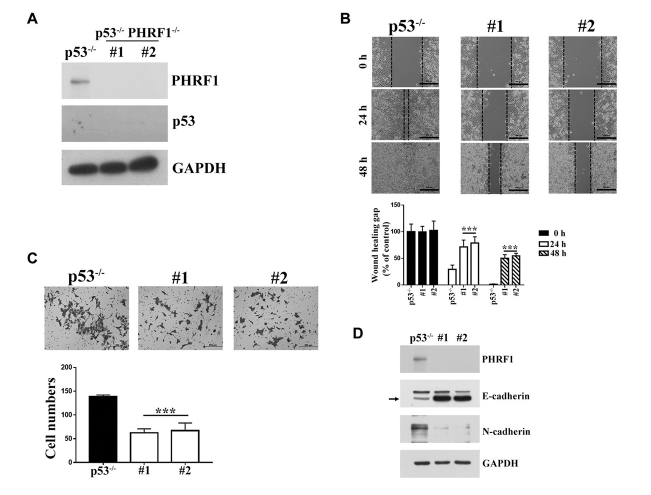 PHRF1 Promotes Cell Invasion by Modulating SOX4 Expression in Colorectal Cancer HCT116-p53-/- Cells