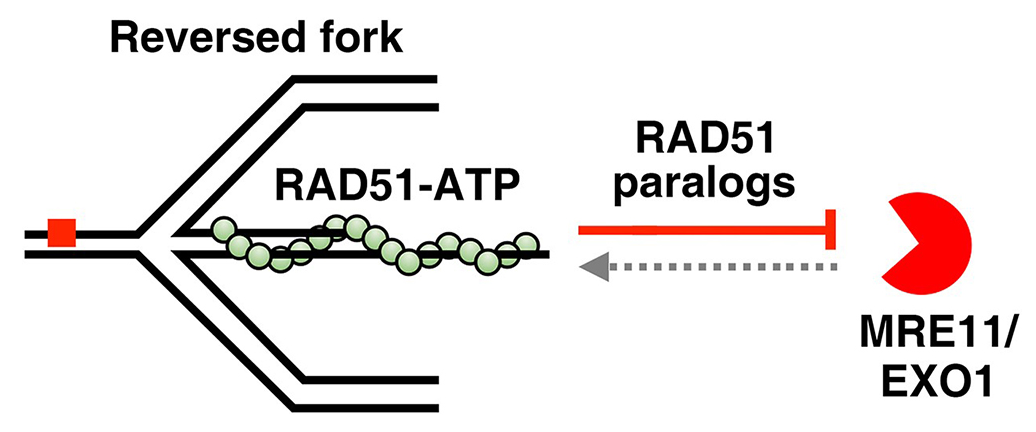RAD51 paralogs synergize with RAD51 to protect reversed forks from cellular nucleases
