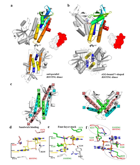 Structural insights into the regulation, ligand recognition, and oligomerization of bacterial STING
