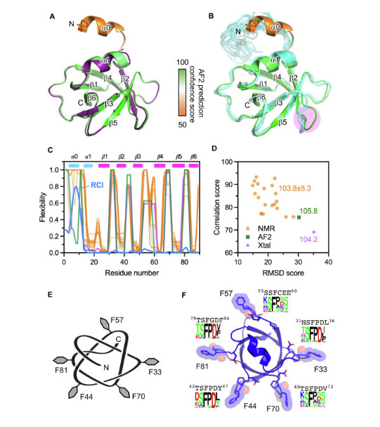 Structure, dynamics and stability of the smallest and most complex 71 protein knot