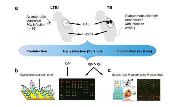 Mucosal and systemic antigen-specific antibody responses correlate with protection against active tuberculosis in nonhuman primates