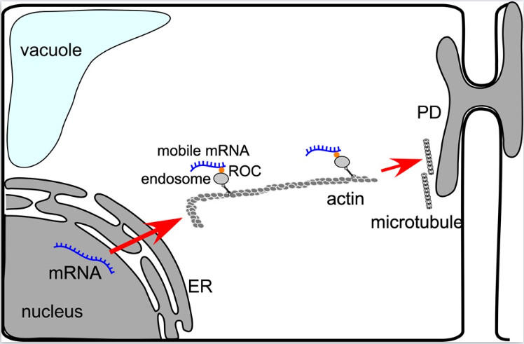 A ROCing ride to plasmodesmata: organelle hitchhiking of mobile mRNA transport
