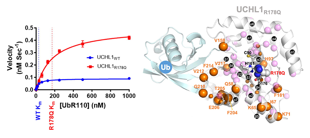 Altered protein dynamics and a more reactive catalytic cysteine in a neurodegeneration-associated UCHL1 mutant
