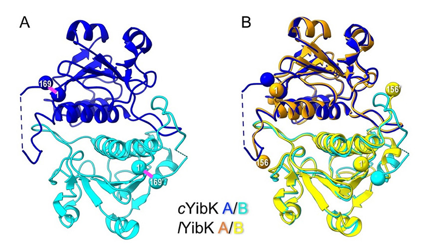 Tying a true topological protein knot by cyclization