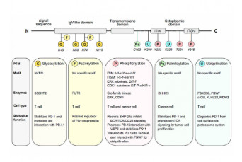 Post-translational Modification of PD-1: Potential Pathways for Cancer Immunotherapy