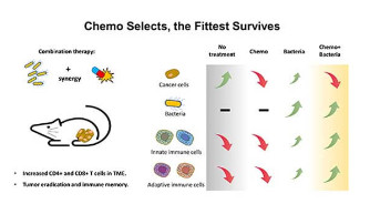 Bacteria colonization in tumor microenvironment creates a favorable niche for immunogenic chemotherapy