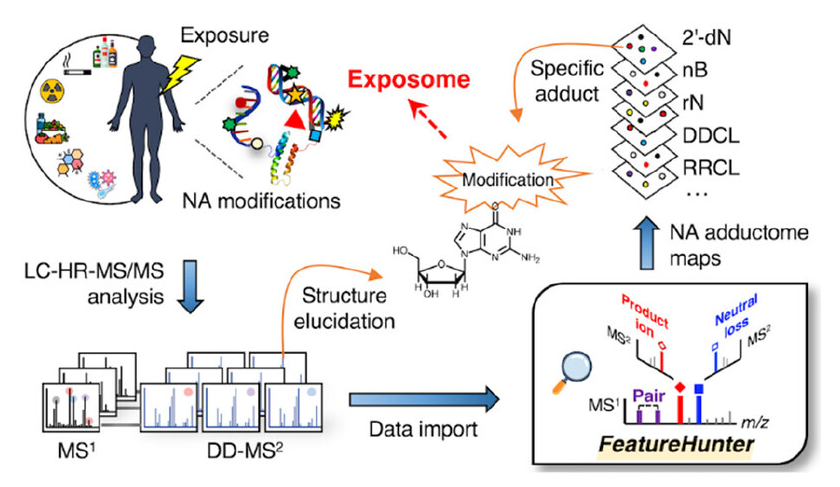 A Novel Adductomics Workflow Incorporating FeatureHunter Software: Rapid Detection of Nucleic Acid Modifications for Studying the Exposome