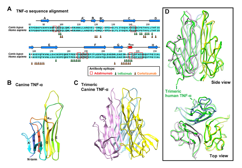 Structure-Based Development of a Canine TNF-α-Specific Antibody Using Adalimumab as a Template