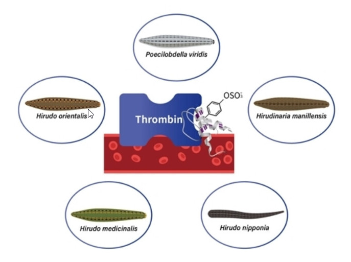Effect of Sulfotyrosine and Negatively Charged Amino Acid of Leech-Derived Peptides on Binding and Inhibitory Activity Against Thrombin
