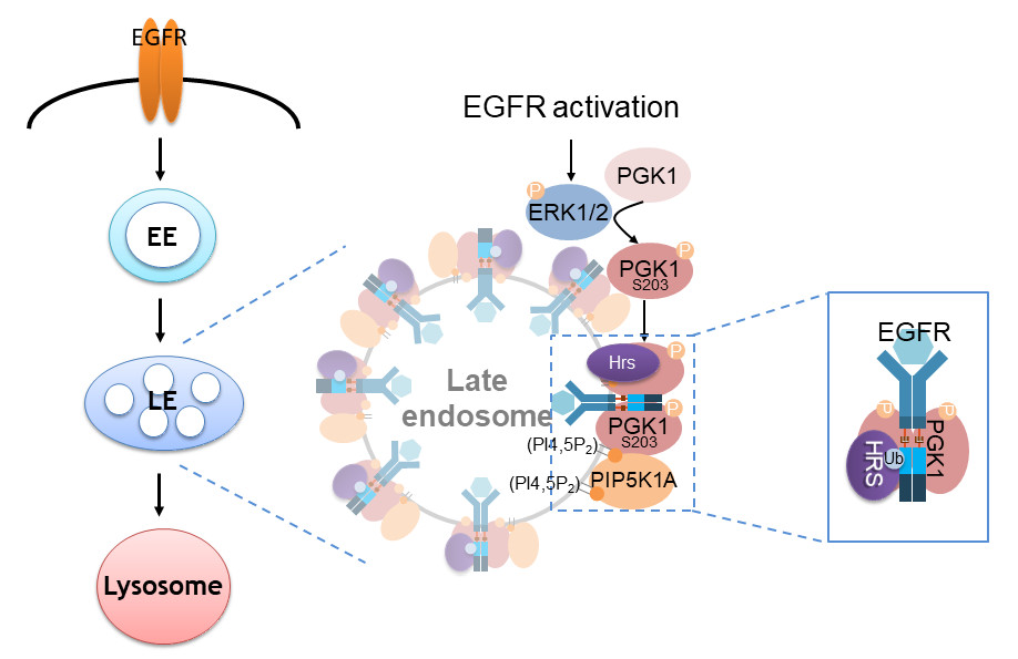 Phosphoglycerate kinase 1 acts as a cargo adaptor to promote EGFR transport to the lysosome