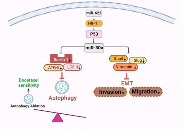 miR-622 Increases miR-30a Expression through Inhibition of Hypoxia-Inducible Factor 1α to Improve Metastasis and Chemoresistance in Human Invasive Breast Cancer Cells