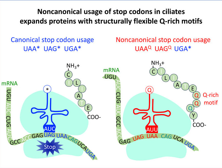 Noncanonical usage of stop codons in ciliates expands proteins with structurally flexible Q-rich motifs
