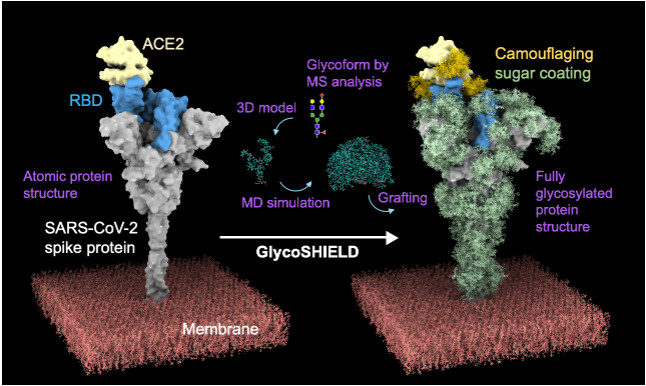 Rapid simulation of glycoprotein structures by grafting and steric exclusion of glycan conformer libraries