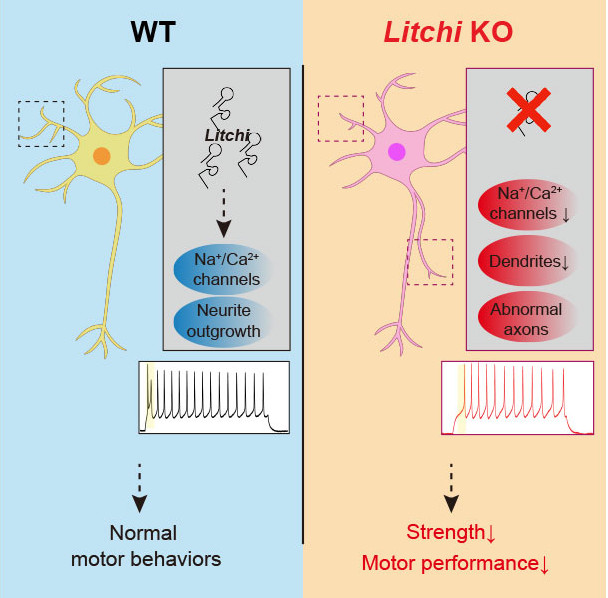 LncRNA Litchi is a regulator for harmonizing maturity and resilient functionality in spinal motor neurons