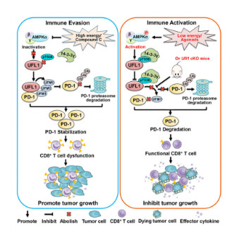 UFL1 ablation in T cells suppresses PD-1 UFMylation to enhance anti-tumor immunity